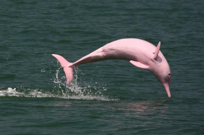 #PinkDolphin
