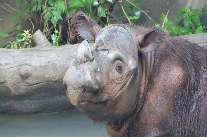 #SumatranRhino